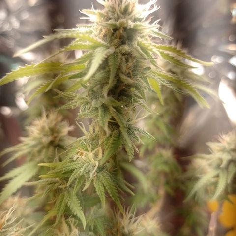 Cássia Eller  growlog timeline photo