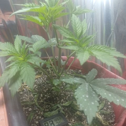 Topázio  growlog timeline photo