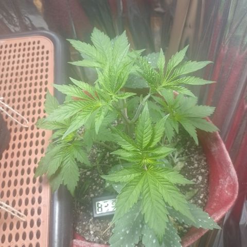 Topázio  growlog timeline photo