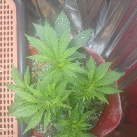 Topázio  growlog timeline photo