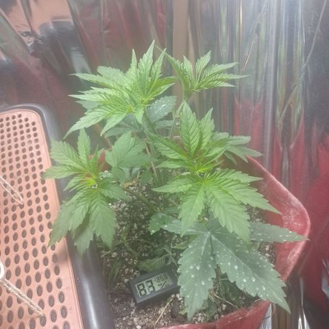 Topázio  growlog timeline photo