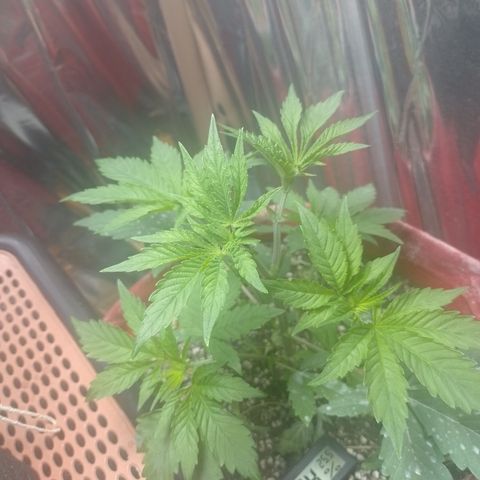 Topázio  growlog timeline photo