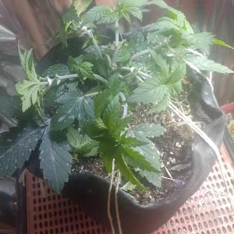 Safira growlog timeline photo