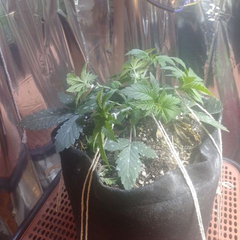Safira growlog timeline photo