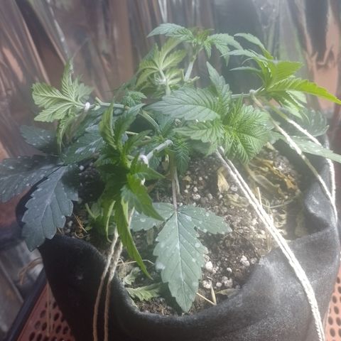 Safira growlog timeline photo