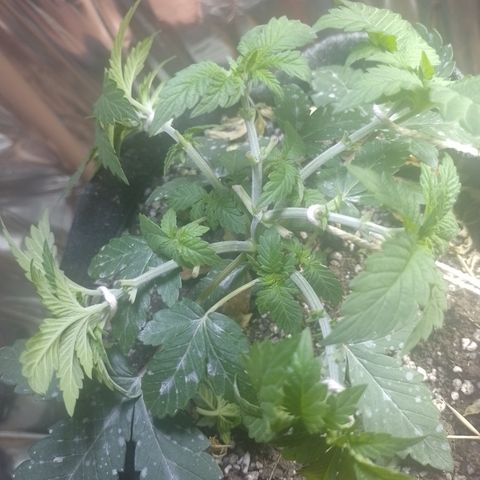 Safira growlog timeline photo