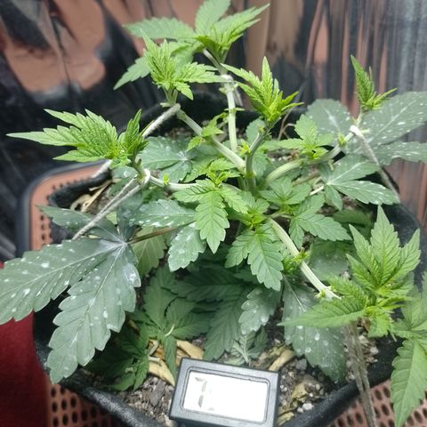 Safira growlog timeline photo
