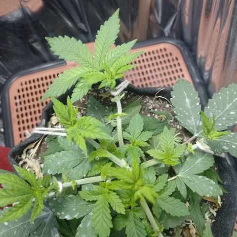 Safira growlog timeline photo