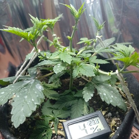 Safira growlog timeline photo
