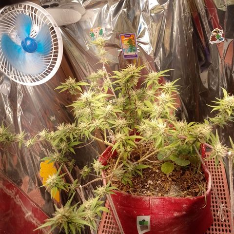 Rita Lee  growlog timeline photo