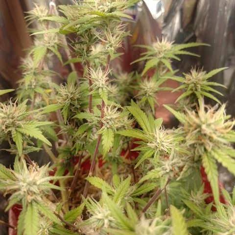 Rita Lee  growlog timeline photo
