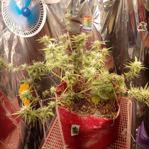 Rita Lee  growlog timeline photo