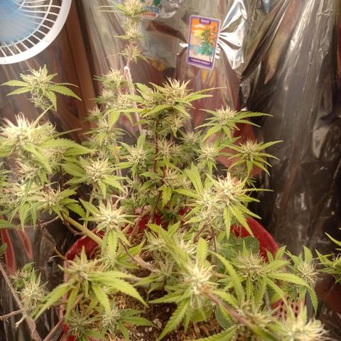 Rita Lee  growlog timeline photo