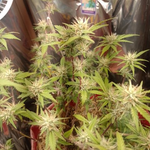 Rita Lee  growlog timeline photo