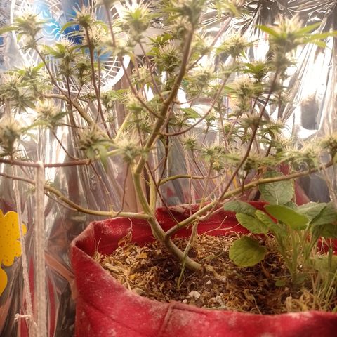 Rita Lee  growlog timeline photo