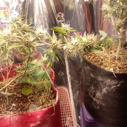 Rita Lee  growlog timeline photo