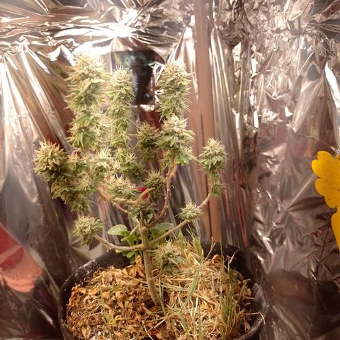 Cássia Eller  growlog timeline photo