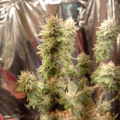 Cássia Eller  growlog timeline photo