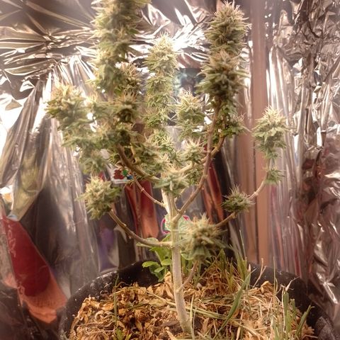 Cássia Eller  growlog timeline photo