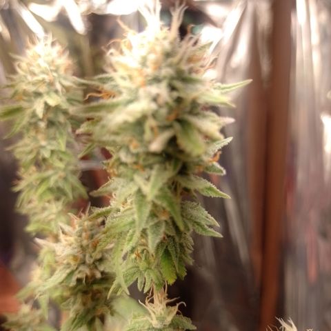 Cássia Eller  growlog timeline photo