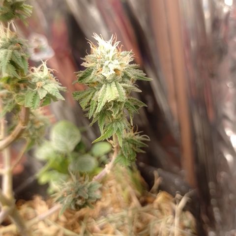 Cássia Eller  growlog timeline photo