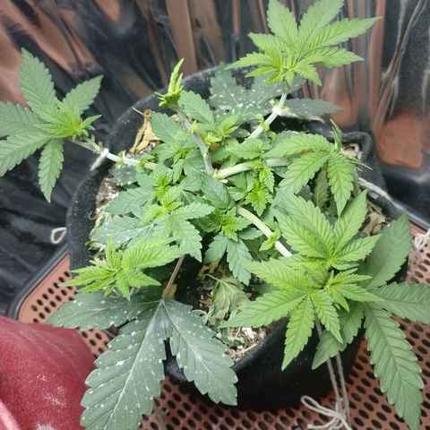 Safira growlog timeline photo