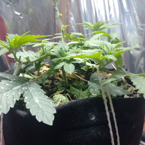 Safira growlog timeline photo