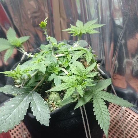 Safira growlog timeline photo