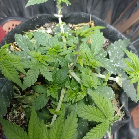 Safira growlog timeline photo