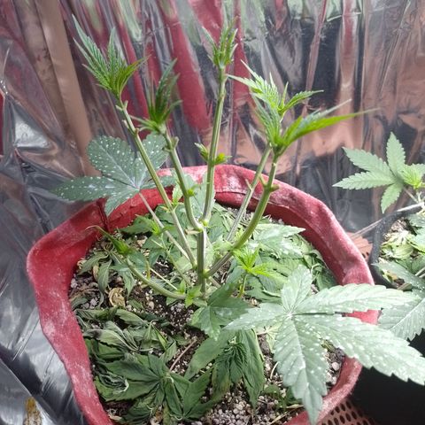 Topázio  growlog timeline photo