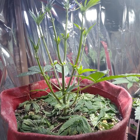 Topázio  growlog timeline photo