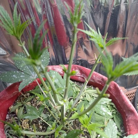 Topázio  growlog timeline photo