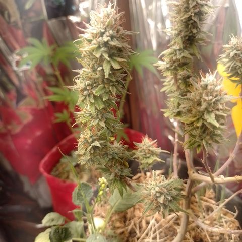Cássia Eller  growlog timeline photo