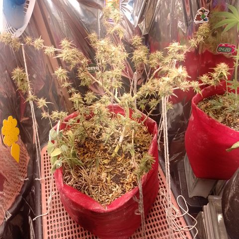 Rita Lee  growlog timeline photo