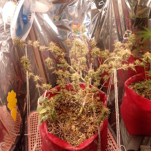Rita Lee  growlog timeline photo