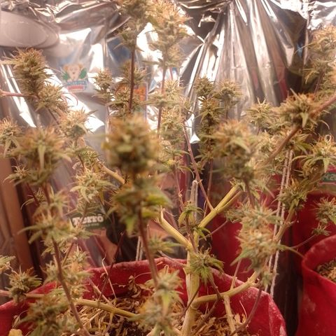 Rita Lee  growlog timeline photo