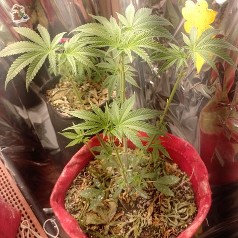 Topázio  growlog timeline photo