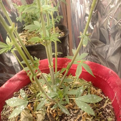 Topázio  growlog timeline photo