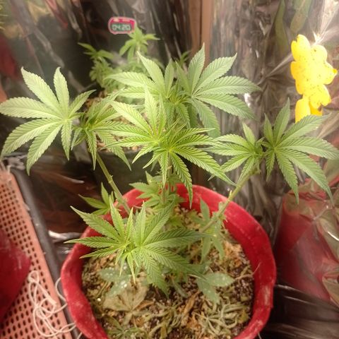 Topázio  growlog timeline photo