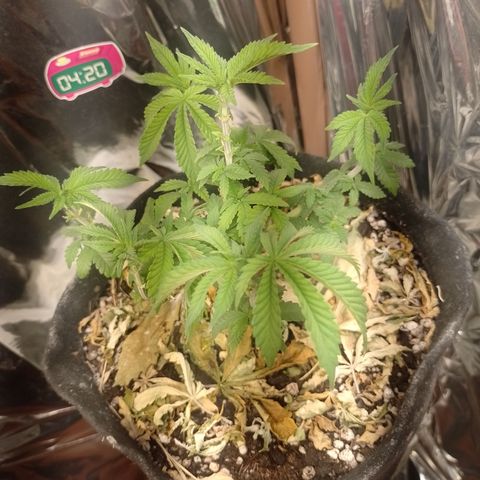 Safira growlog timeline photo
