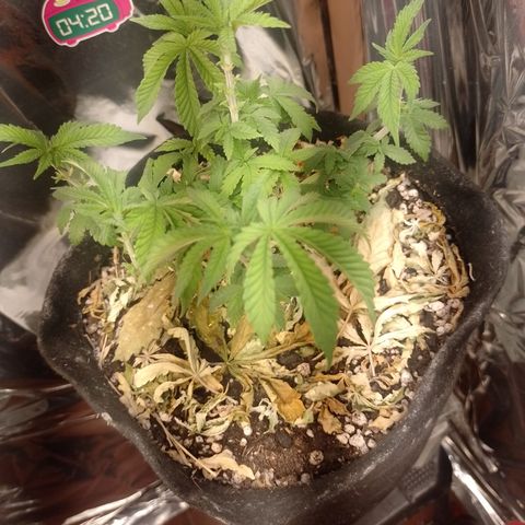 Safira growlog timeline photo