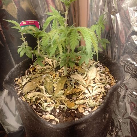 Safira growlog timeline photo