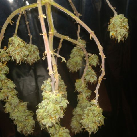 Cássia Eller  growlog timeline photo