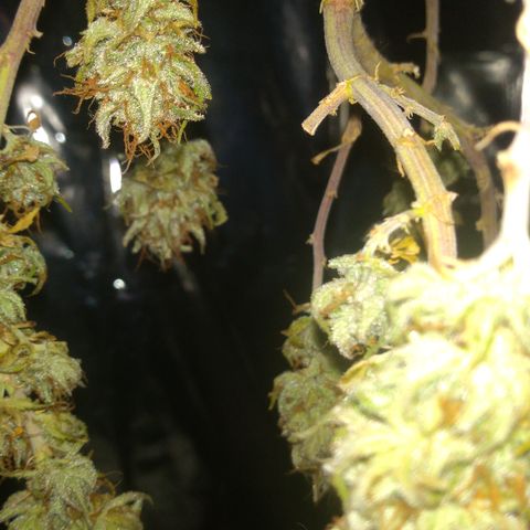 Cássia Eller  growlog timeline photo