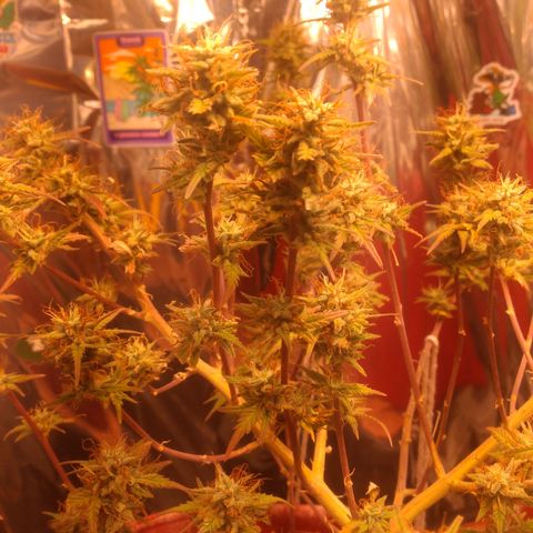 Rita Lee  growlog timeline photo