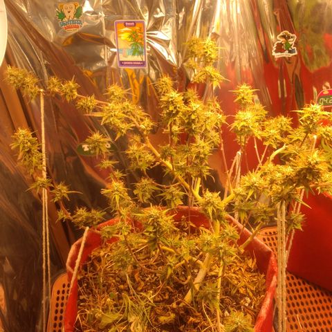 Rita Lee  growlog timeline photo