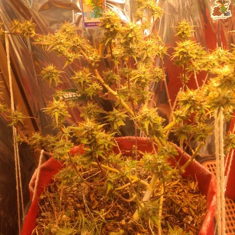 Rita Lee  growlog timeline photo