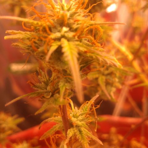 Rita Lee  growlog timeline photo