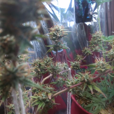 Rita Lee  growlog timeline photo