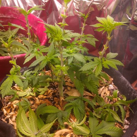 Safira growlog timeline photo